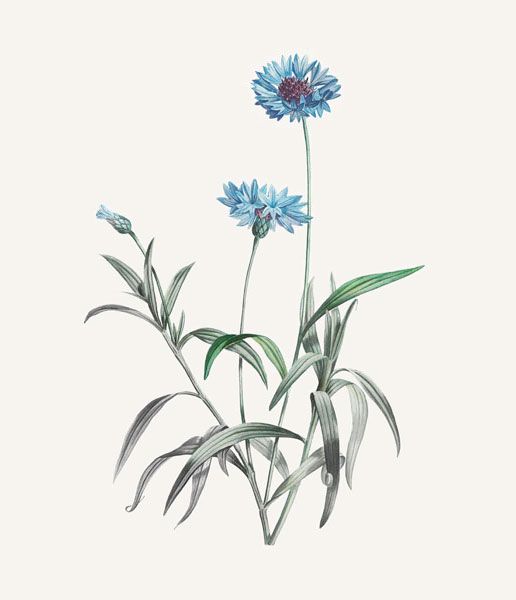 Illustration botanique du Bleuet d'après Pierre-Joseph Redouté ©Marguerite Mai
